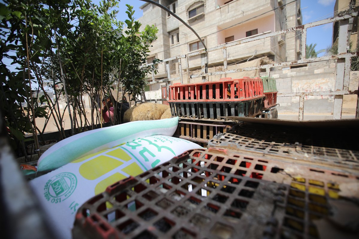 RebuildingAll's tweet photo. Thank you for continuing to give to Gardens, Goats, and More so we can keep expanding this program to Gaza families in need. To give or find out more, click on the link in bio. #sustainable #foodsecurity #palestine
https://t.co/MR9hfy7A9i https://t.co/gjqRH3wqpd