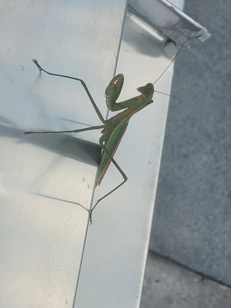 CopasClass tweet media