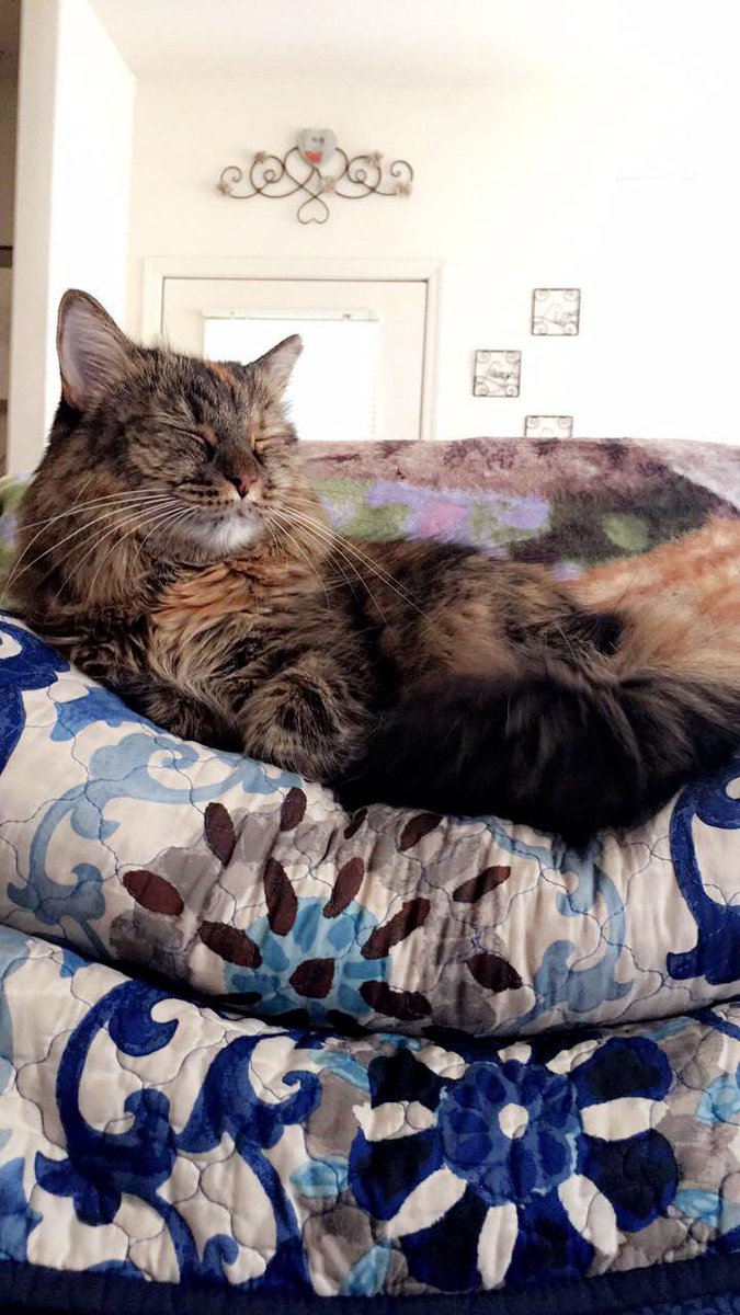 I just wanted to share my cat because I love her
Author: u/Radiosi
reddit.com/r/cats/comment…
via r/cats