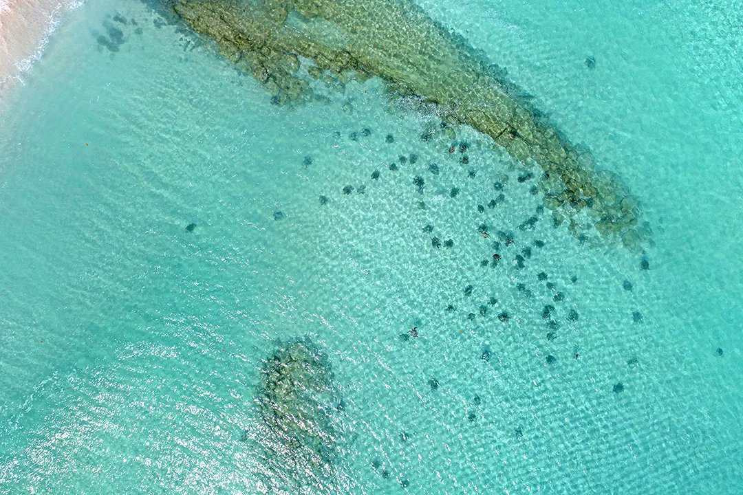 Our latest ECOS issue:
🔍 Getting started with citizen science in your backyard
🐦 How songbirds evolved the ability to detect sweet things
🍃 Delivering on-ground benefit with the Healthy Country AI program 
🐢 What we found at Ashmore Reef Marine Park

csiro.au/Newsletters/EC…