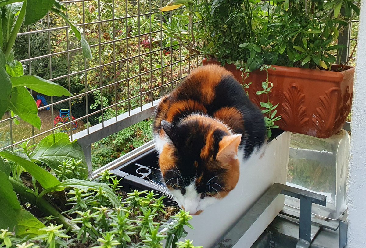 wo bleiben meine whatsapp-Nachrichten?