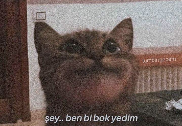 Sansaisbored's tweet photo. @melooiii @_hope__98 معنیش میشه:چیزه...من یه گ...ی خوردم🙂🚬 https://t.co/zAx47HTxXg