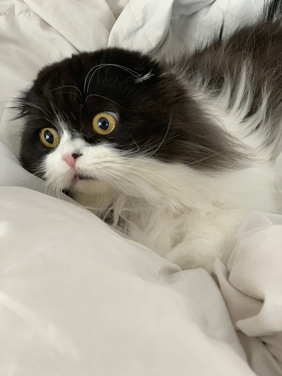 eatdrinkcat's tweet photo. When you’re an influencer cat and you realize that without instagram you might have to get a real job. #instagramdown #cat https://t.co/QXuMxOc1KK