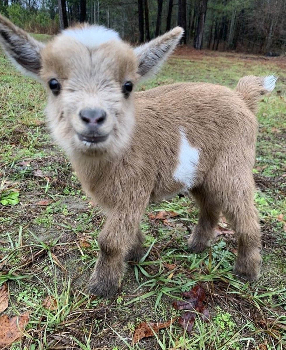 baby goats for sale near me