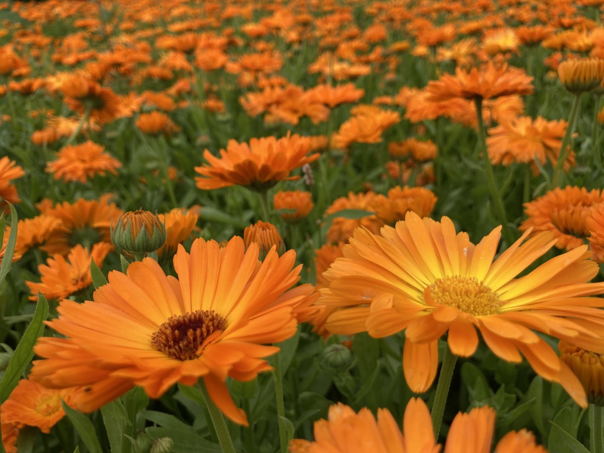 We've updated our website today to provide more information about InnCoCells technology and the plants we are working on. Come and find out more about the InnCoCells project! inncocells.org/our-technology/