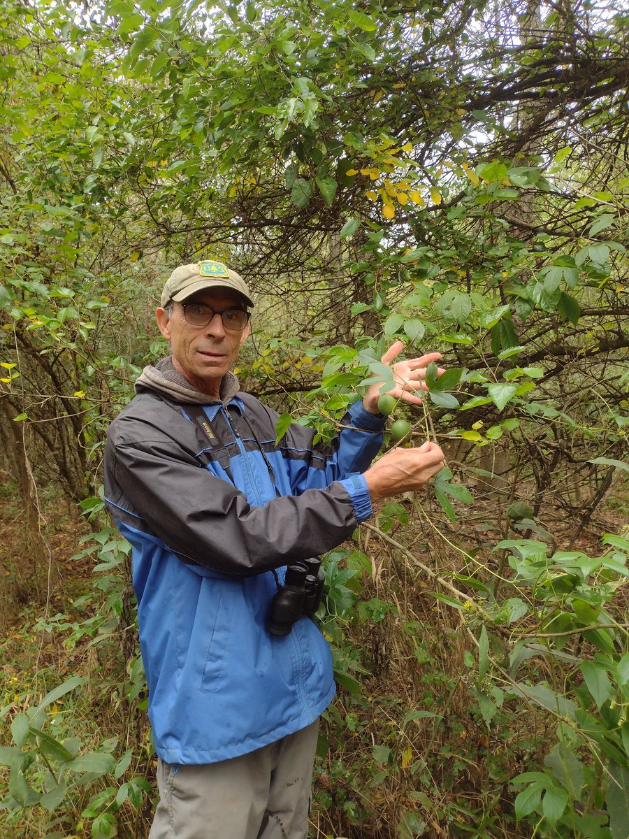 Last Saturday at Great Outdoor Weekend, Dr. Conover lead a fantastic botany walk through the UCCFS grounds and Miami Whitewater Forest. Here he shows off a passion vine, complete with fruit!

#passionfruit #PlantWalk #GreatOutdoorWeekend