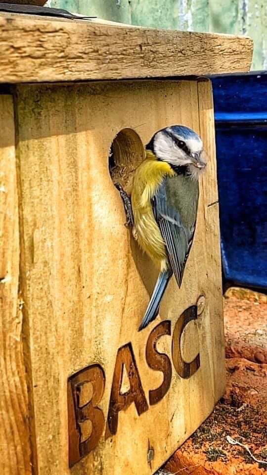 _Duncan_Thomas's tweet photo. @GWelfare Or this #bascbirdbox https://t.co/NH6BXw1LNK