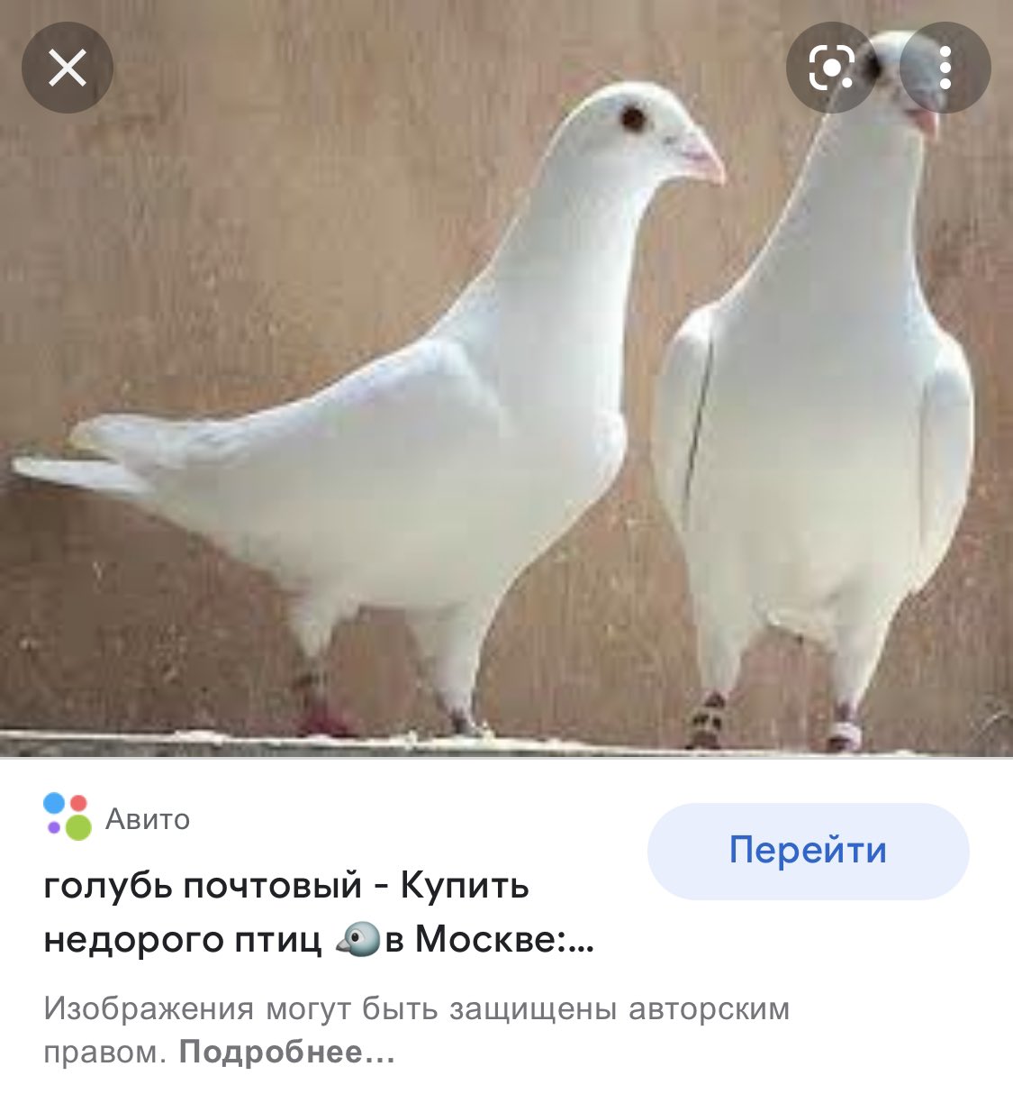 голуби бельгии