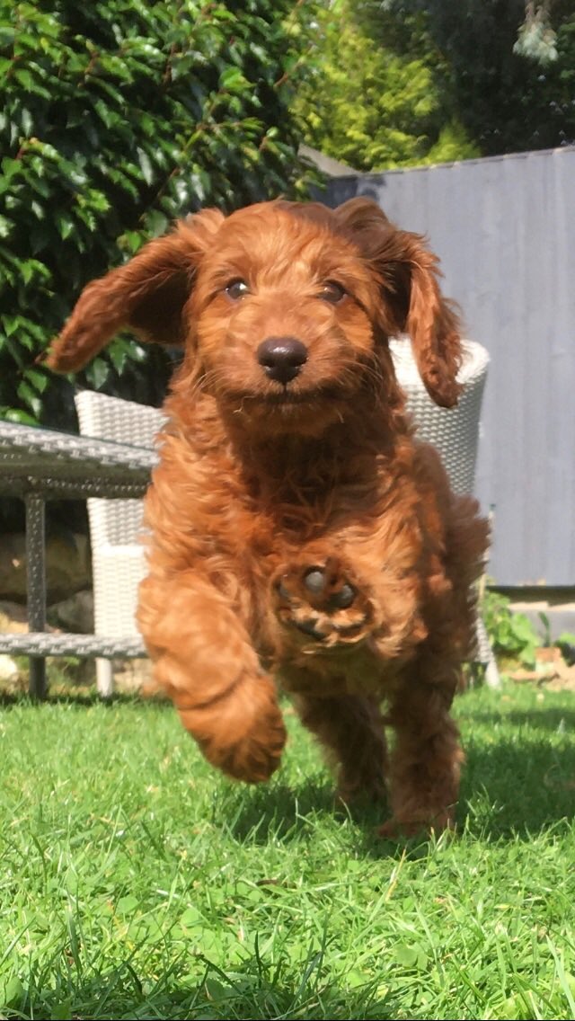CharlieCat1809's tweet photo. This is my sister from another mother. They say she’s cute… she’s not, she is evil 👿 #CatsOfTwitter #cockapoo #puppy #DogsofTwittter #dog #catsarebest https://t.co/2SXULj5BHR