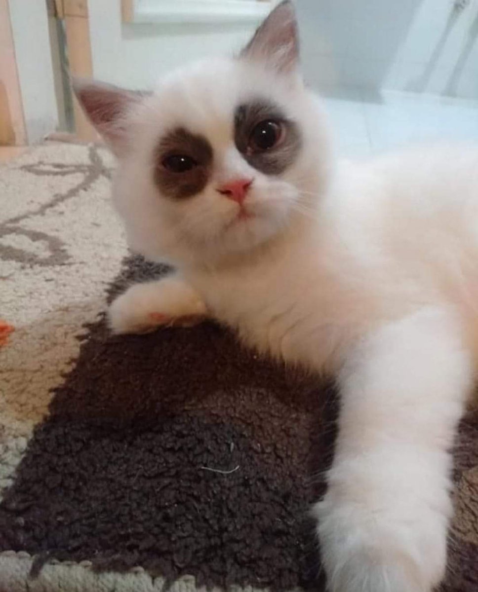 Mark Zuckerberg Klo Galau suka meresahkah. Instagram (Ig), WhatsApp (Wa), Facebook (Fb), suka di TakeDown! Korbannya pd lari ke Twitter dan Telegram. Yg gak tau apa" udh suudzon dulu ke Provider Kuota dan Indihome.
Ealah Edan!!!!