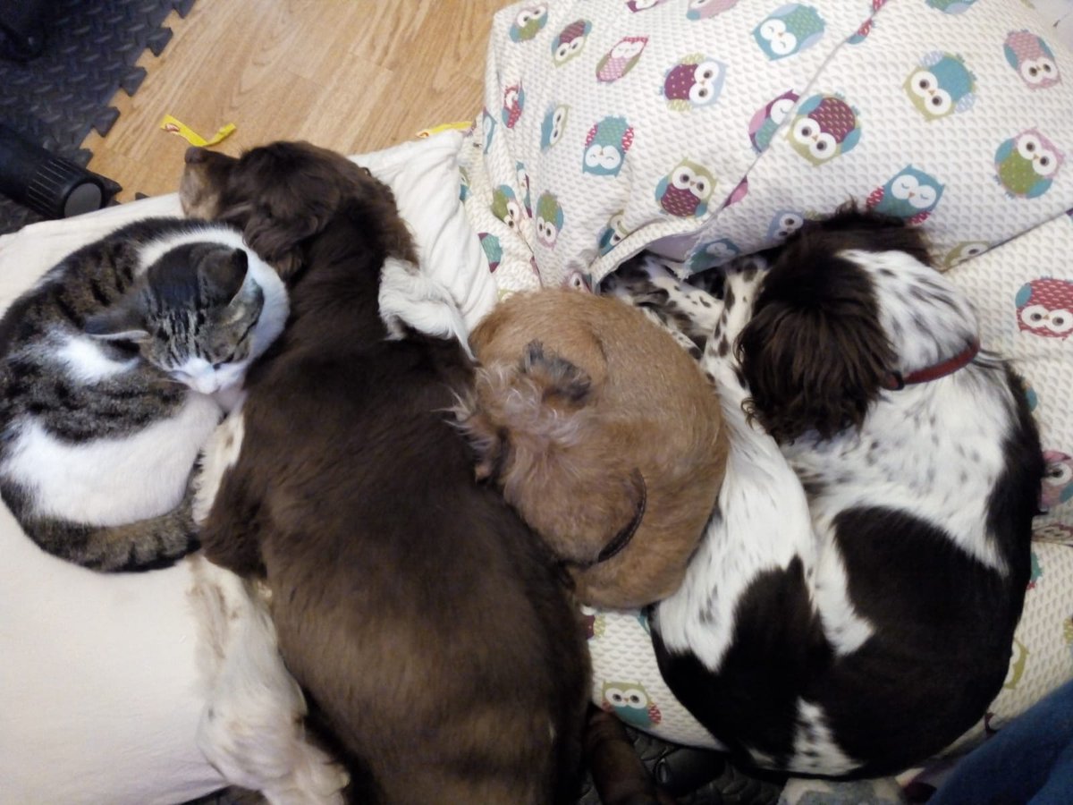 madspringer78's tweet photo. @SpanielAidUK Full family outing .. https://t.co/C80vbCB20b