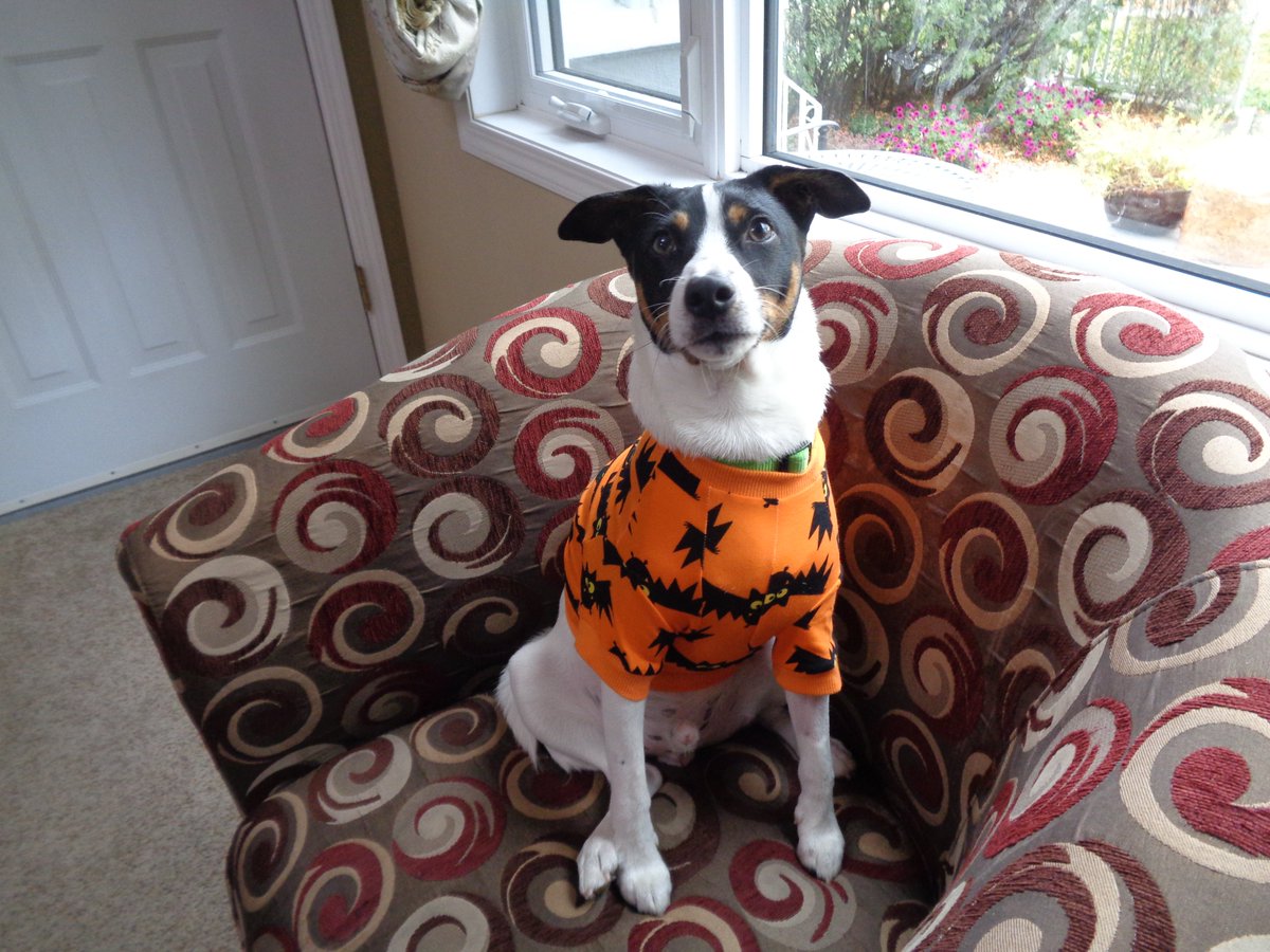 When IG is down and you haven't posted a photo of your dog in 19 hours...🤣🤣🤣