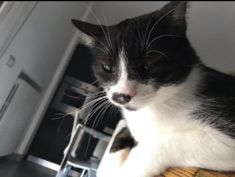 fedechiccalippi's tweet photo. Trovata abbandonata in mezzo a un cespuglio, sopravvissuta a mille avversità, sono già 4 anni che abbiamo la fortuna di averti con noi Bebe! ❤️ #CatsOfTwitter #catslover https://t.co/8sxavUT3MW