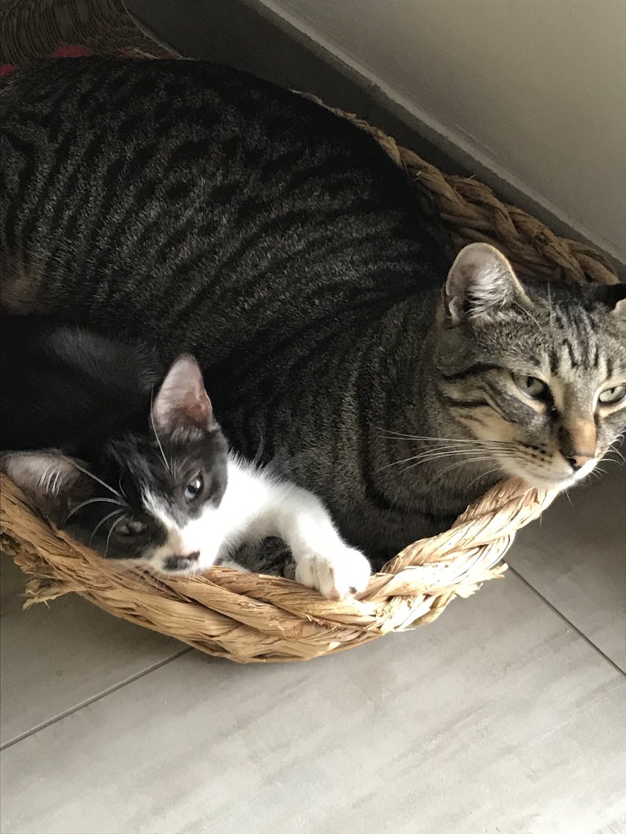 fedechiccalippi's tweet photo. Trovata abbandonata in mezzo a un cespuglio, sopravvissuta a mille avversità, sono già 4 anni che abbiamo la fortuna di averti con noi Bebe! ❤️ #CatsOfTwitter #catslover https://t.co/8sxavUT3MW