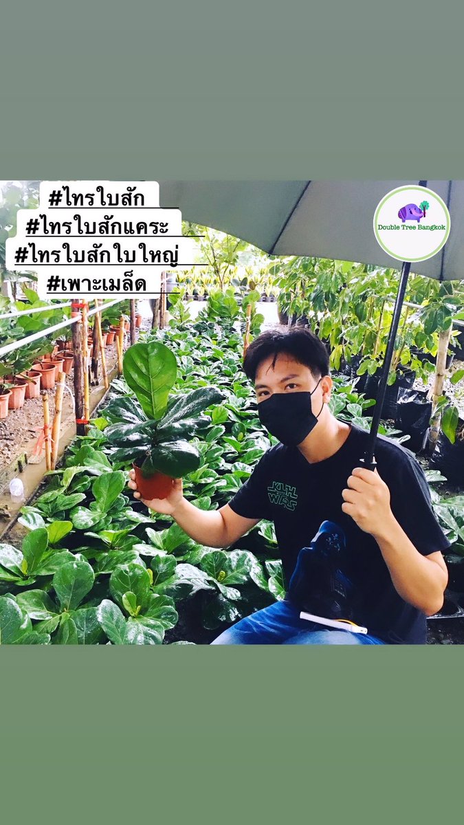 Double Tree Bangkok tweet media
