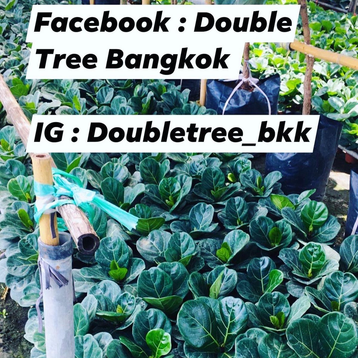 Double Tree Bangkok tweet media