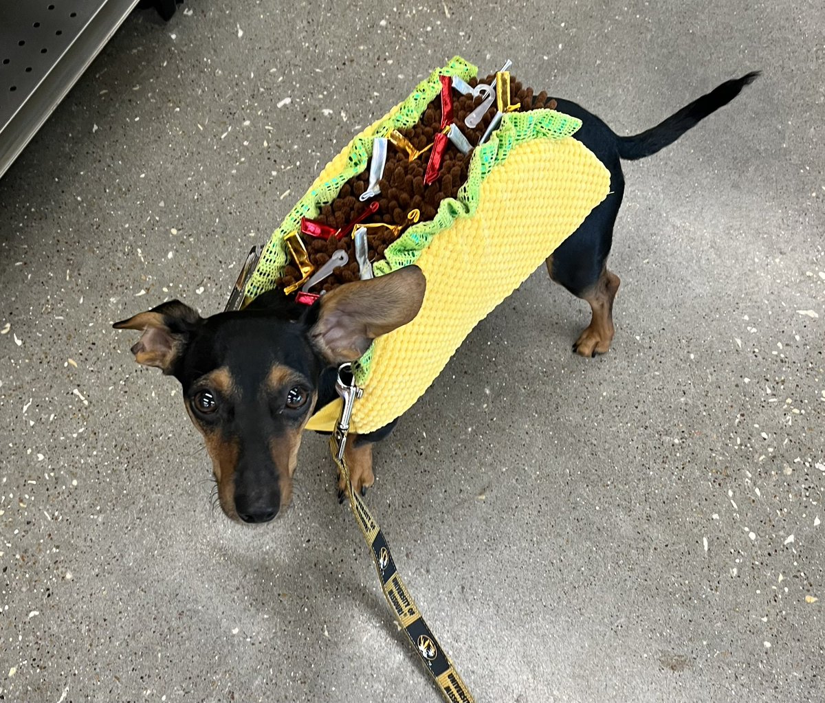 twilamorris's tweet photo. National Taco Day#Buddy https://t.co/gtGe0kh8Tj