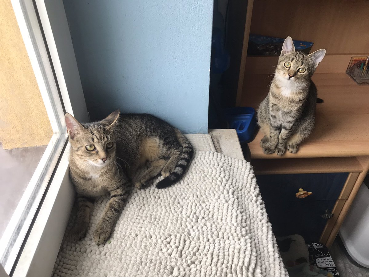 F_FELINEUS's tweet photo. Jeżeli nie wiecie co zrobić ze soba bo nie działa Face, Insta , Mess i Whatsup- zapraszamy na nasza stronę  https://t.co/sDiYiyJGKw - znajdziecie tam kociaki do adopcji - felinoterapia po takiej awarii na pewno się przyda 🐱#facebookdown #instagramisdown https://t.co/07et2QLHP6