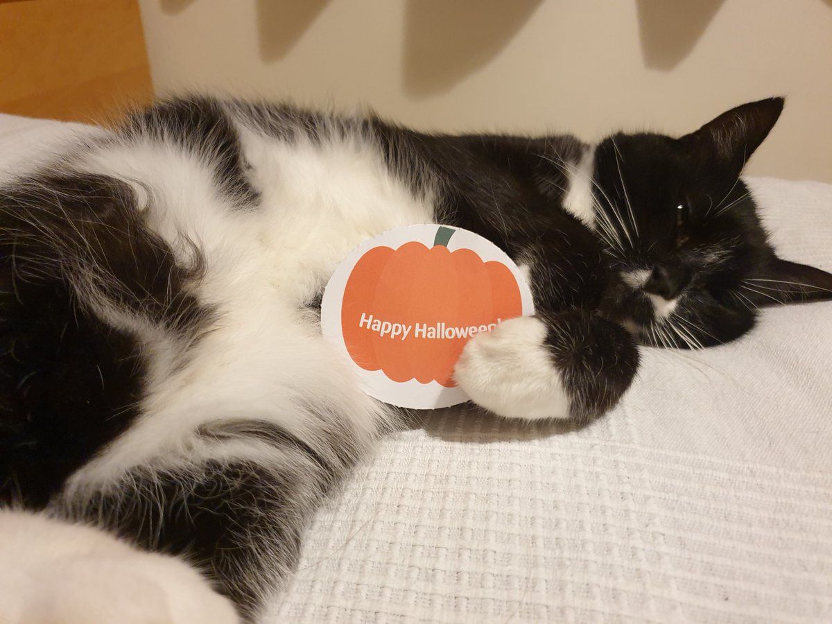 4Catsof's tweet image. Old boy Oliver asking "what are you doing?"
#VIPFrighteningPawtraits
@PetsatHome