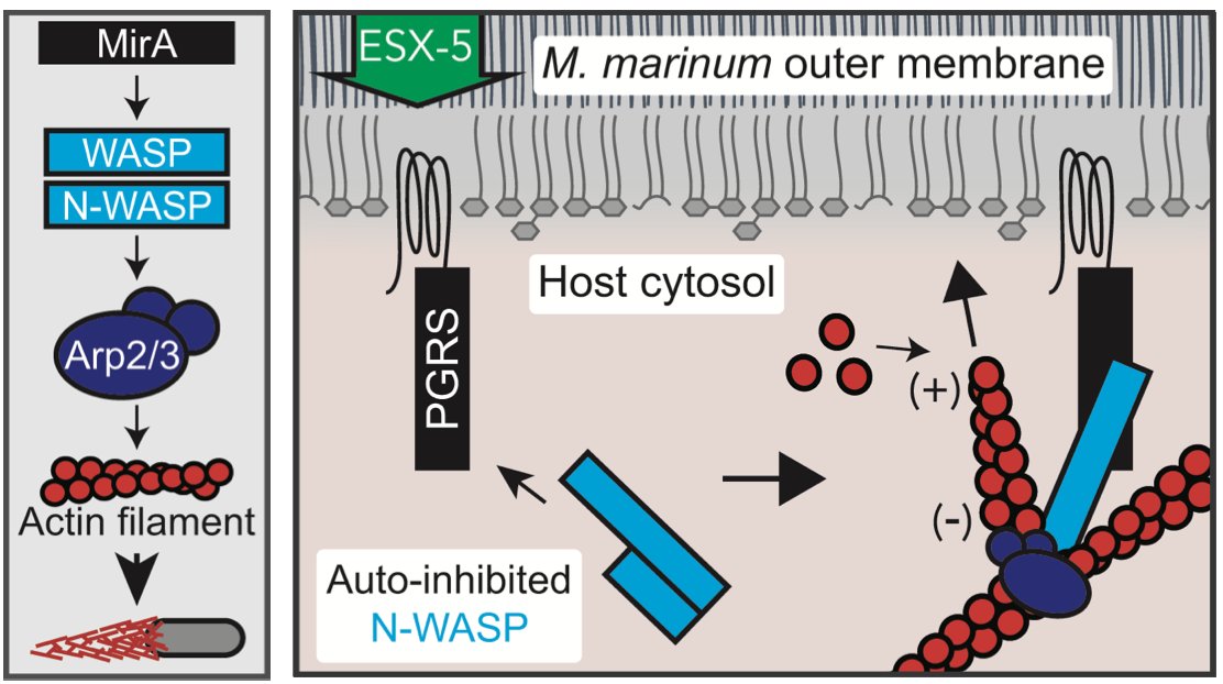 Check out this exciting new story by postdoc Norbert "Bisco" Hill just out in <a href="/biorxivpreprint/">bioRxiv</a>, featuring rocketing Mycobacterium marinum bacteria and lipid droplets! "A mycobacterial glycine-rich protein governs actin-based motility" biorxiv.org/content/10.110…
