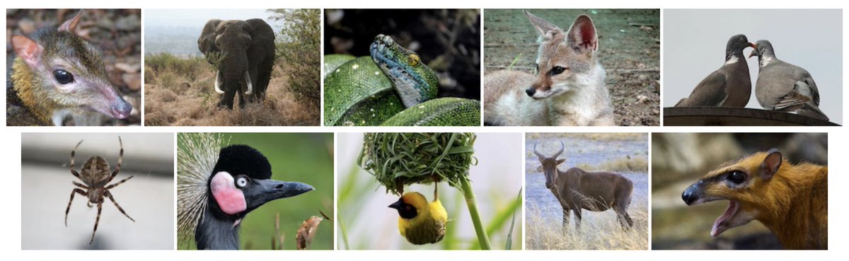 OnlineCrsLady's tweet image. and lots of fun stories today with new animal characters too (including some good tricksters); you can see the cast of characters below, and all the stories are here:
Tiny Tales about African Animals
microfables.blogspot.com/search/label/A…
hopefully writing tomorrow also
#WritingDay #OpenWriting