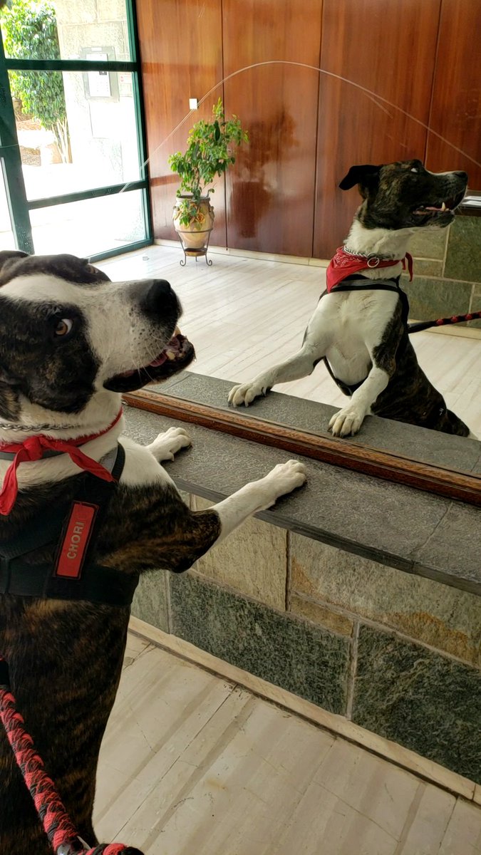 Javerem7's tweet image. Happy World Animal Day!! #WorldAnimalDay #Chori #MyBoy @fifious