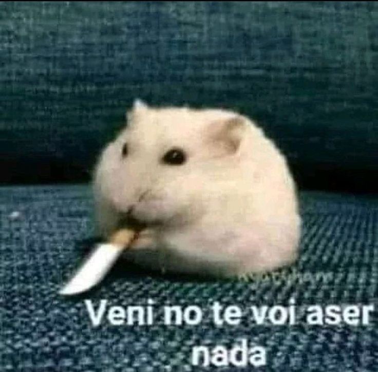 Staarpp's tweet photo. Instagram: se cae
Facebook: se cae
Whatsapp: se cae 
¿Sabeis que no se cae? Mi odio por los fachas, hasta q no qde ni 1 https://t.co/FYXqJHVH8z