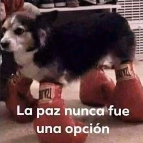Staarpp's tweet photo. Instagram: se cae
Facebook: se cae
Whatsapp: se cae 
¿Sabeis que no se cae? Mi odio por los fachas, hasta q no qde ni 1 https://t.co/FYXqJHVH8z