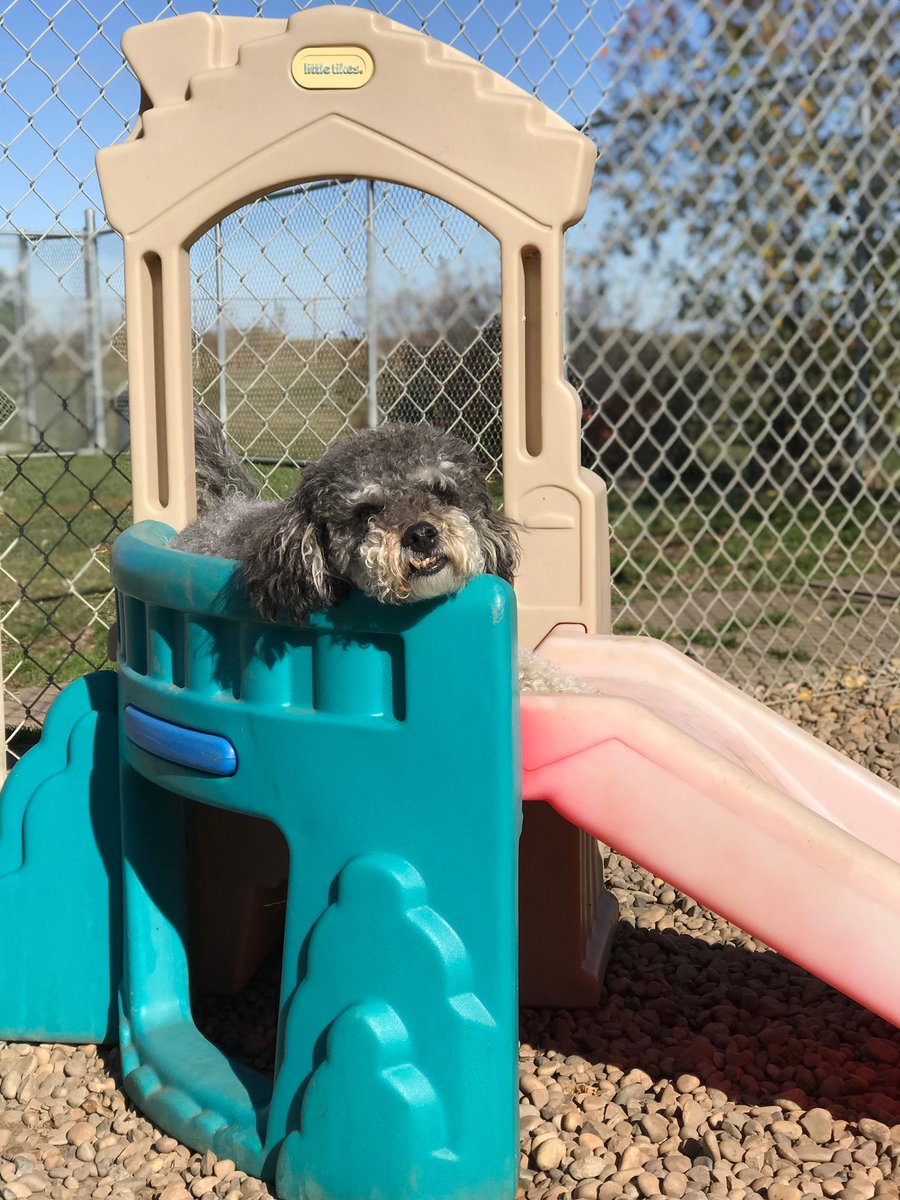 dogtrixinc's tweet photo. Happy Monday 👋🐾 #chip #dogtrixlife #dogtrix2021 https://t.co/d9N73pvH4E
