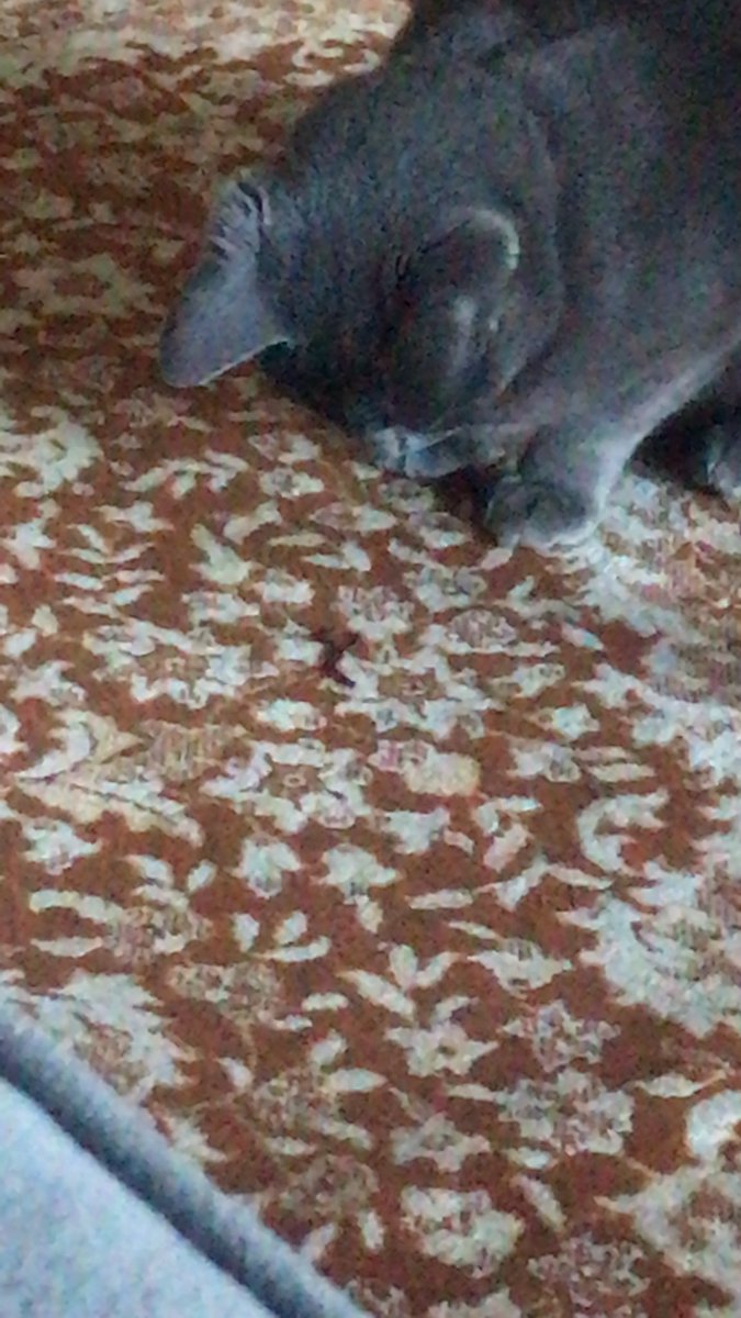 Pâmela Cristina tweet media