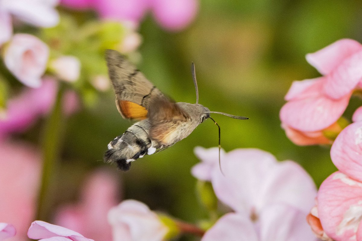 Micky_50's tweet image. Humming Bird Hawk Moth I took late last week, believe it or not in my local high street