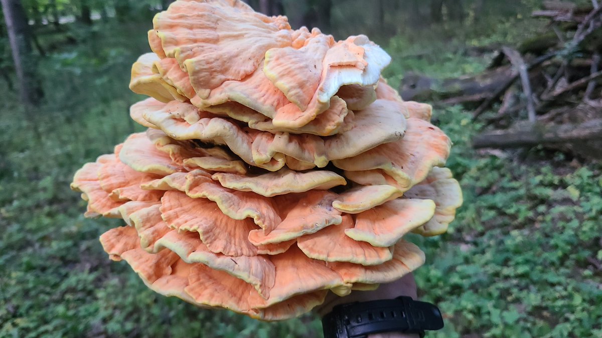 missionotd's tweet photo. How many other mushroom foragers do we have here? 
#foraging #mushrooms #bushcraft #survival https://t.co/1PuxhoOzlS