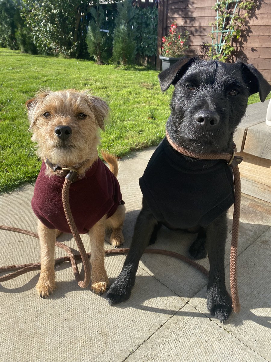 New <a href="/equafleece/">DogCoatsJumpersSuits</a> day 🧡🖤