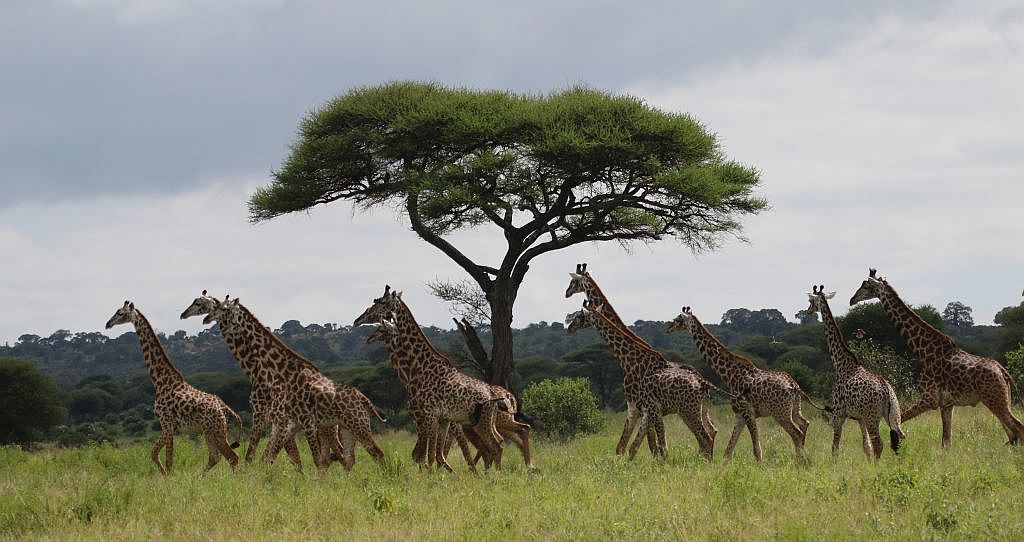 PSUresearch's tweet photo. The boys may be the social butterflies of the giraffe world -- according to @PSUScience research, male giraffes have more “acquaintances” than the females. #WorldAnimalDay https://t.co/HS1IN3Aipz https://t.co/C58sBi8gbm