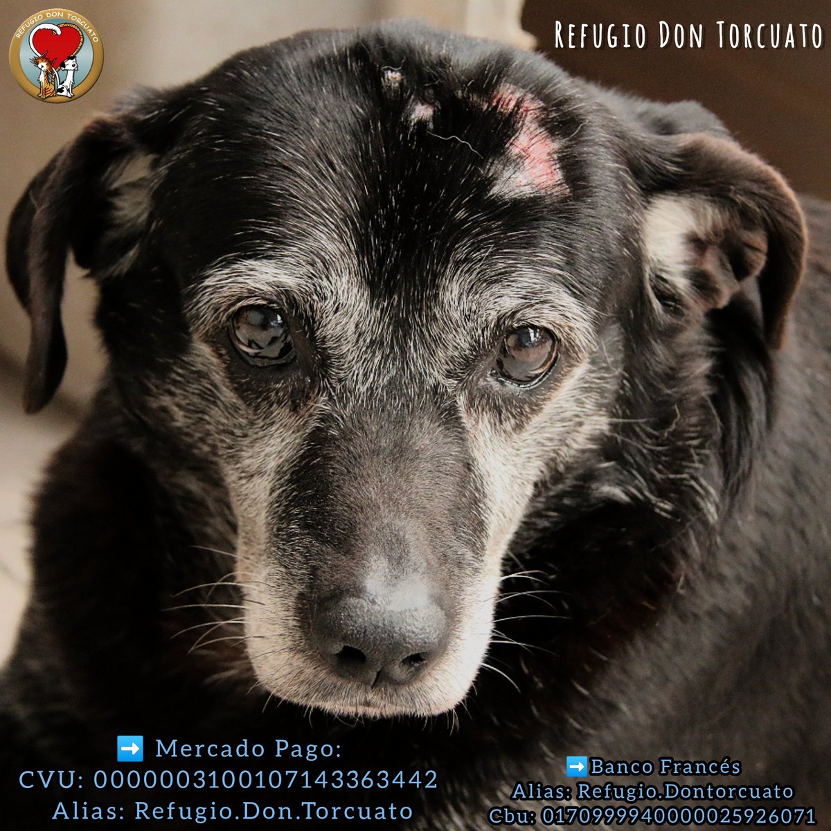 TorcuatoRefugio's tweet photo. Hacemos hasta lo imposible x cambiar esas caritas tristes,esas heridas del cuerpo y del alma y llenar esas pancitas.
Sin tu ayuda jamás podríamos hacerlo! 
Te necesitamos,ellos te necesitan! 🙏🏽

Mercado Pago: 
Alias: Refugio.Don.Torcuato

Banco Francés
Alias: Refugio.Dontorcuato https://t.co/XvqghfTaGw