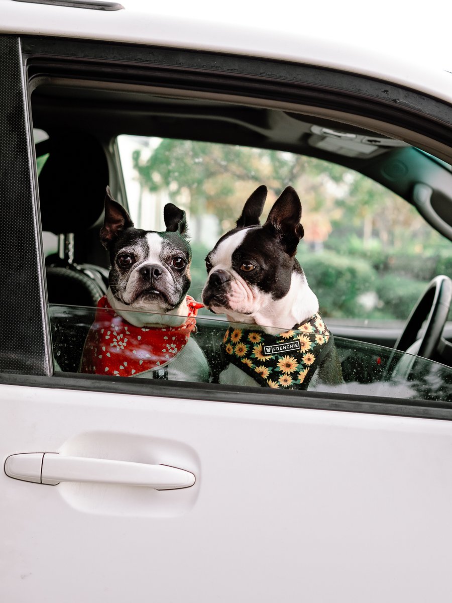 Always up for an adventure!

#bostonterrier #dogsoftwitter #Dog #dogs
