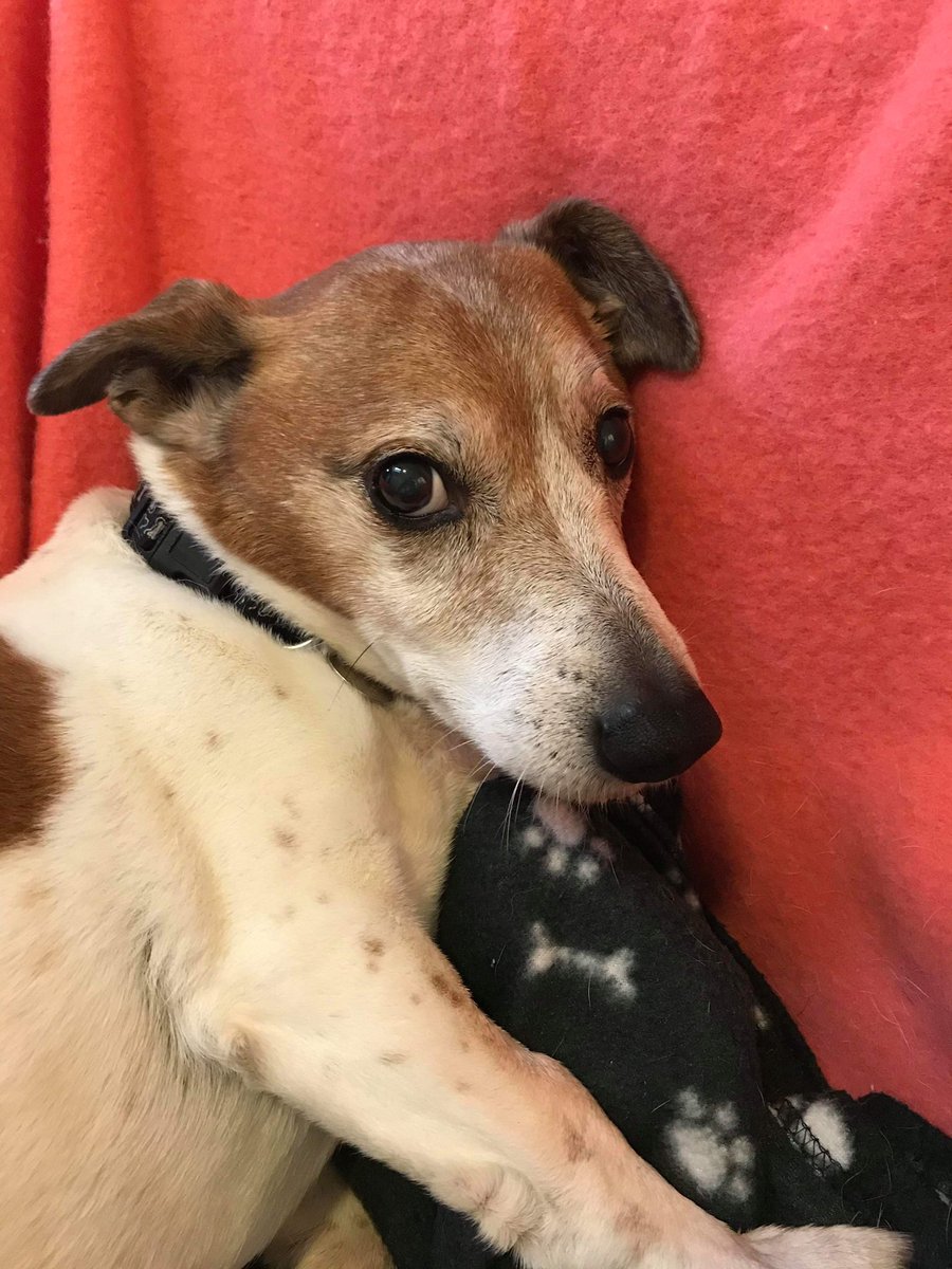 NAWTBerkshire's tweet photo. Oh no Facebook and Instagram are still down! With all that spare time what are you going to do? How about you check out our website to see some animals looking for new homes and give this tweet a retweet to help them find their new families! https://t.co/FWxyRuUYL1 #facebookdown https://t.co/czIMnaYJQ7