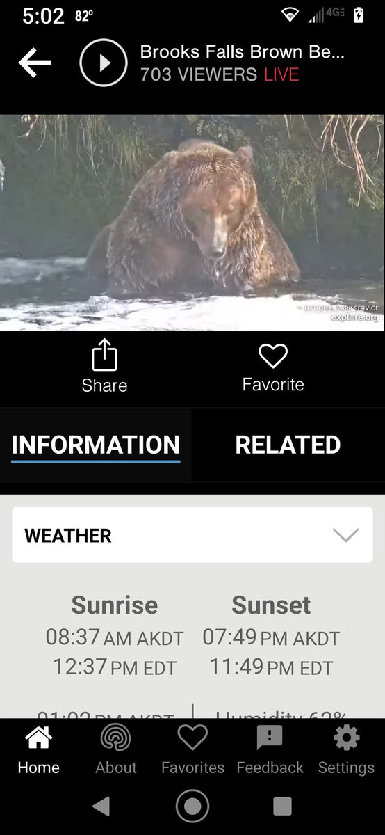 itpmom's tweet photo. Facebook outage got you down? Check out the Brooks Falls Brown Bear Camera as these beautiful creatures get ready for hibernation. https://t.co/xHnHUz5Ge3 https://t.co/GmE47mdBqX