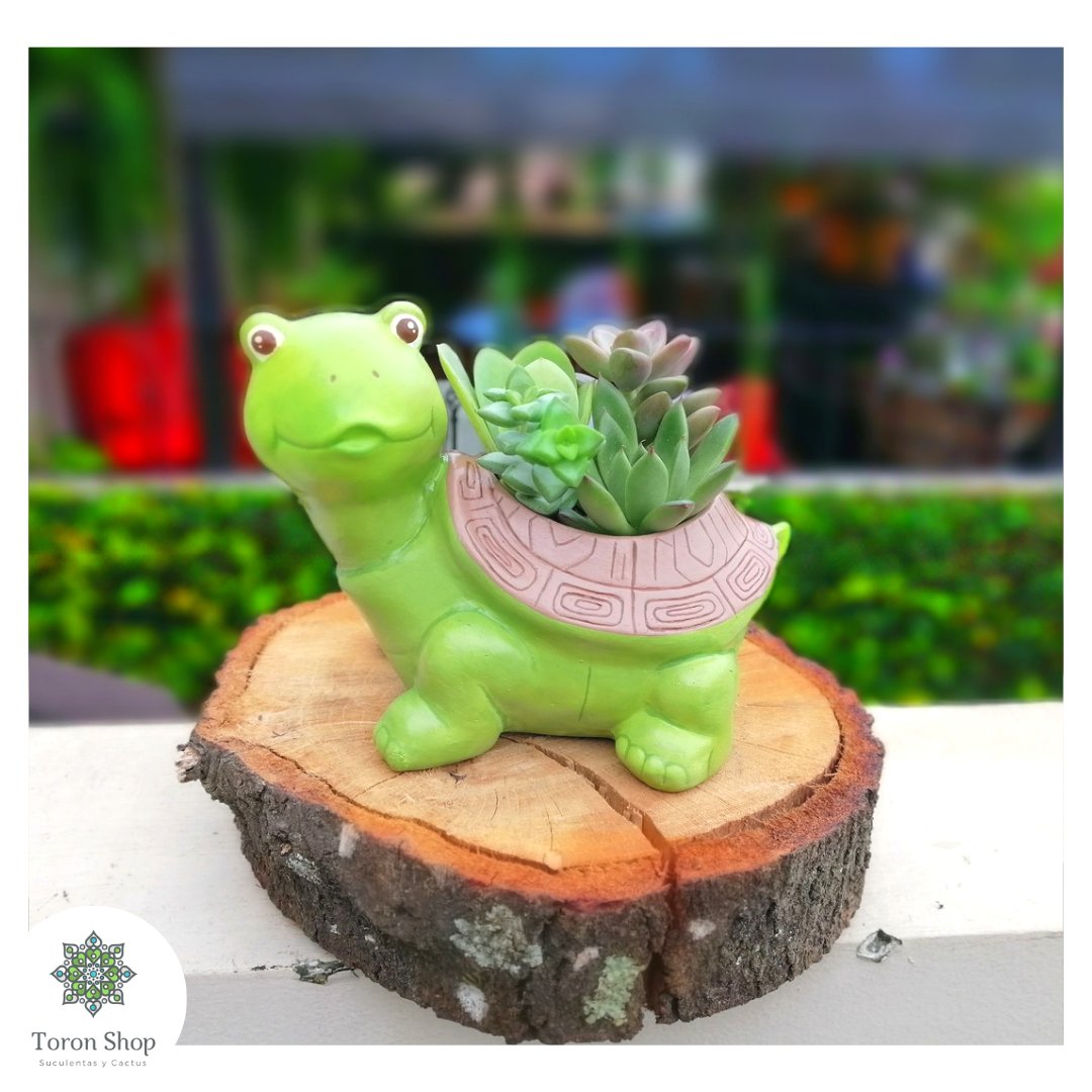 ShopToron's tweet photo. Bella tortuguita llena de suculentas🤗
#toronshop #amamoslassuculentas #suculentas #detallesvivos #regalaamor #regalavida #pintadoamano #succulover #suculento #suculentasguatemala #RedesSociales #DayAndFarm https://t.co/viwk5ib8DN