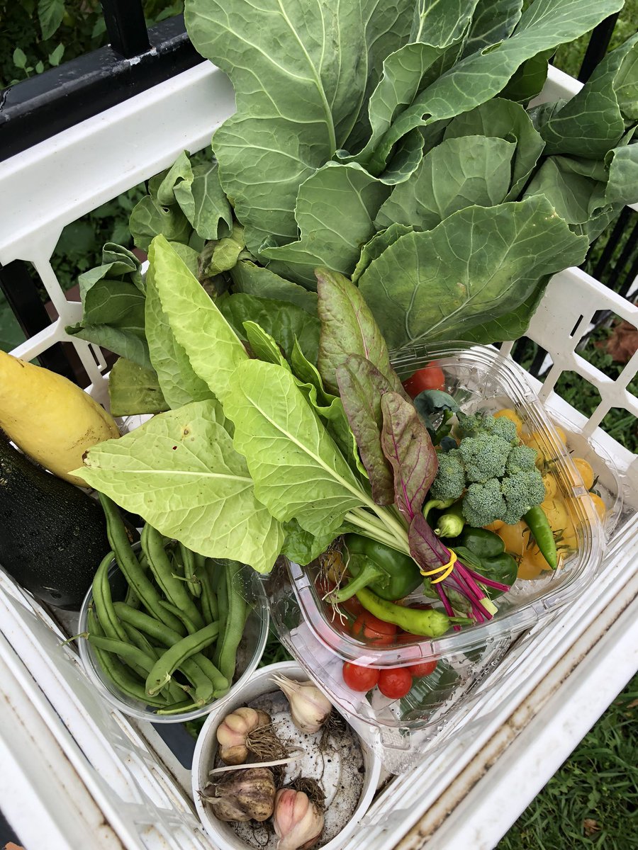 bennett_mca's tweet photo. The garden harvest bin is full again! Stop by and pick up some tomatoes, greens, squash, beans and garlic planted by our school gardeners! #eatlocal #community #montessori https://t.co/LHB4RPioGf