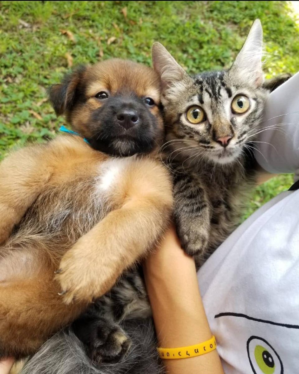 bac_org's tweet photo. 🥰Estas preciosuras las llevó #BAC a su Feria de Adopciones 🥰 y ya tienen una bella familia 🤩🙏🏻

❤️Celebramos el día de los animales❤️

Apoyanos siguiendo nuestra cuenta y dando RT😉☺️ https://t.co/d77wXRgz1x