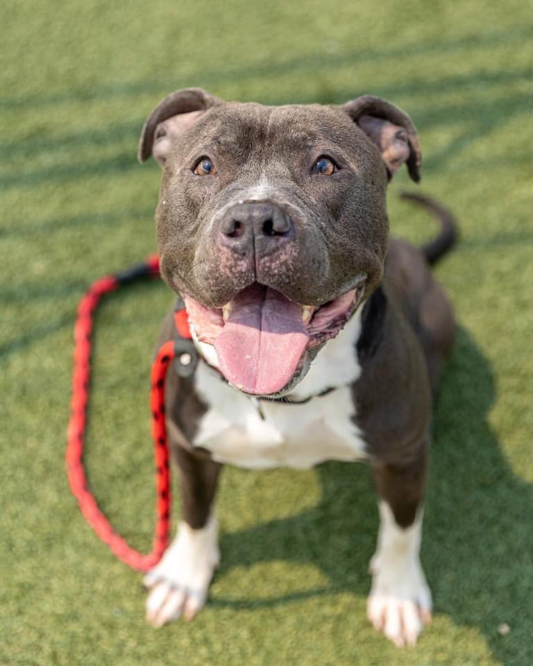 CityDogsCLE's tweet image. If you like your fellas thick and hunky, but also sweet and a bit goofy, then you&apos;ll love Brucie! He might look like a meathead, but he also knows sit, paw and down. With other dogs in play group, Brucie has been social and playful. tinyurl.com/meetacitydog #adopt #citydog