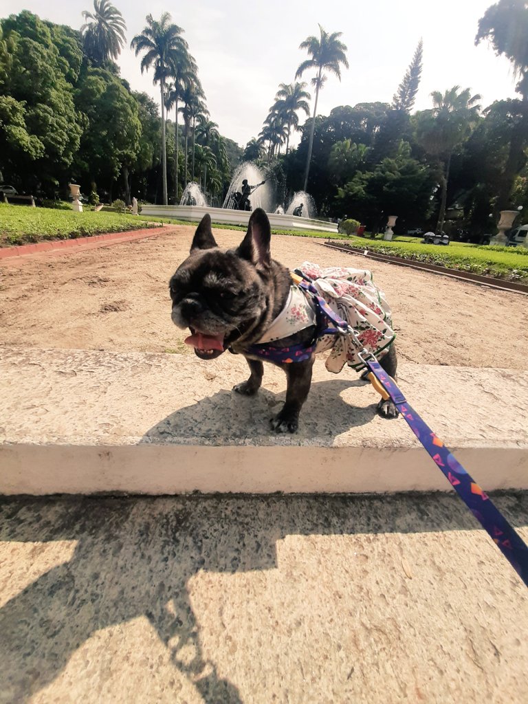 LSchiatti's tweet photo. Dia dos Animais 🥰 
Afrodite foi conhecer o #PalácioGuanabara e desfilar com seu vestido novo com direito a foto com o querido amigo/parceiro Secretário de Agricultura, Marcelo Queiroz. @GovRJ @agriculturarj
#RJPet #diadosanimais #diadesaofrancisco #GovRJ #AgriculturaRJ #Bulldogs https://t.co/GW8yAD7W5S