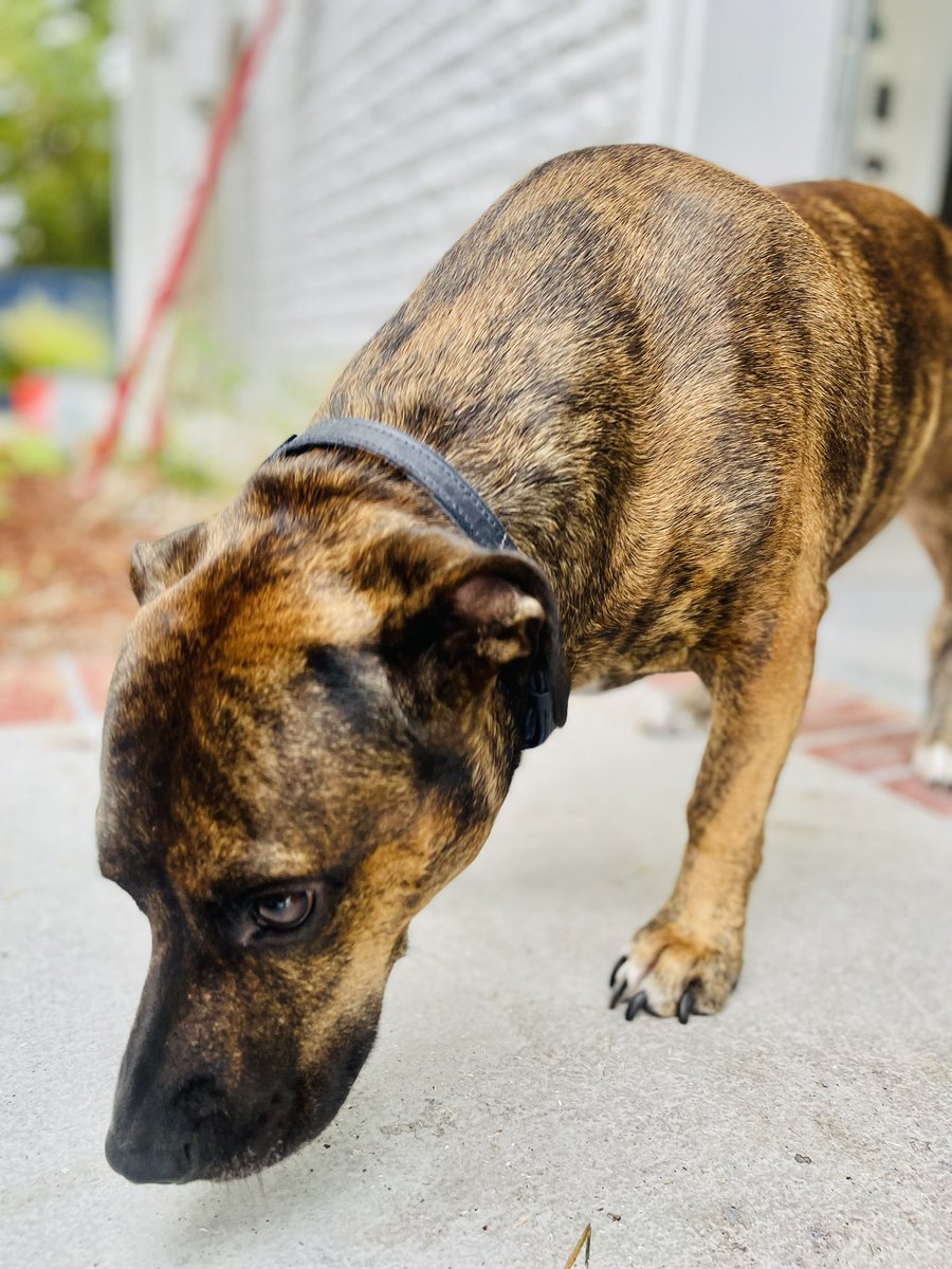 StreeterOnAir's tweet photo. Turns out I have a dog. #thingsilearnedwhilefacebookwasdown #thingsilearnedwhileinstagramwasdown #facebookdown #instagramdown #instagramoutage #facebookoutage #facebook #instadown https://t.co/wkFDMdYzfs