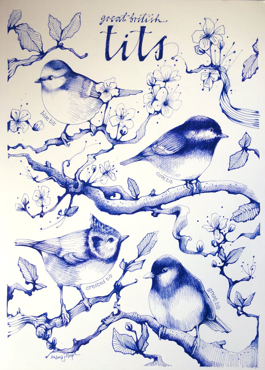 aheavysoul's tweet photo. Great British tits ๐ #tits #titstitstits #ArtistOnTwitter #britishbirds #bluetit #coaltit #crestedtit #GreatTits #rspb #illustration #Illustrator #andreajoseph #WomensArt #artwork #Inktober #inktober2021 https://t.co/aOhueKWaux