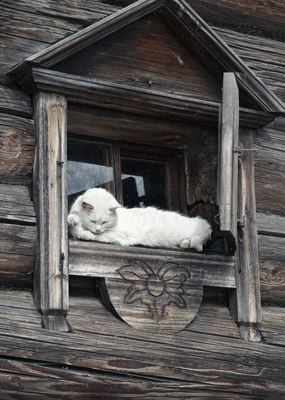 <a href="/xMObrzFK11nDDyE/">Паша Березин</a> Лучшего украшения для фасадного окна избы трудно и представить kostromka.ru/street/prosves…
