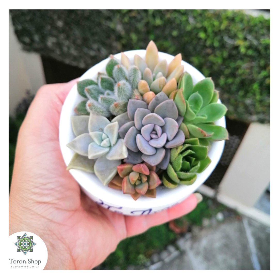 ShopToron's tweet photo. Bellas un lindo detalle 💐
#toronshop #amamoslassuculentas #suculentas #succulenta #sucule #details #DETALLES #detallesvivos #succus #DayAndFarm #RedesSociales #redescaidas https://t.co/PgA3BP6WKF