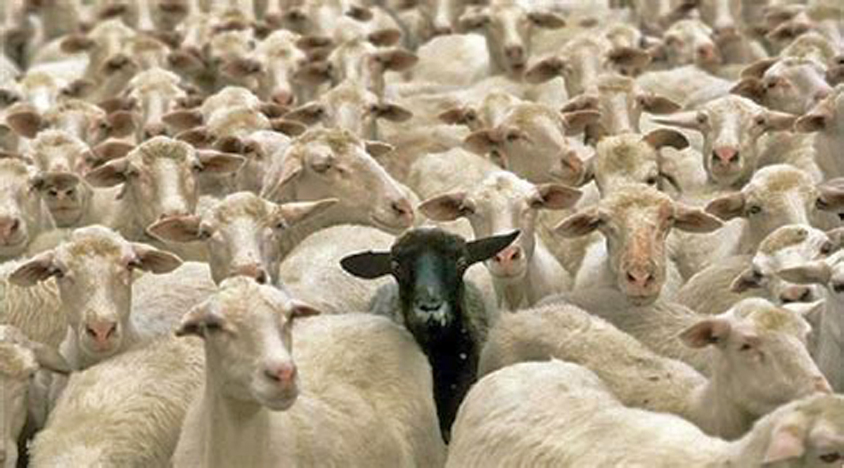 setteBIT tweet media