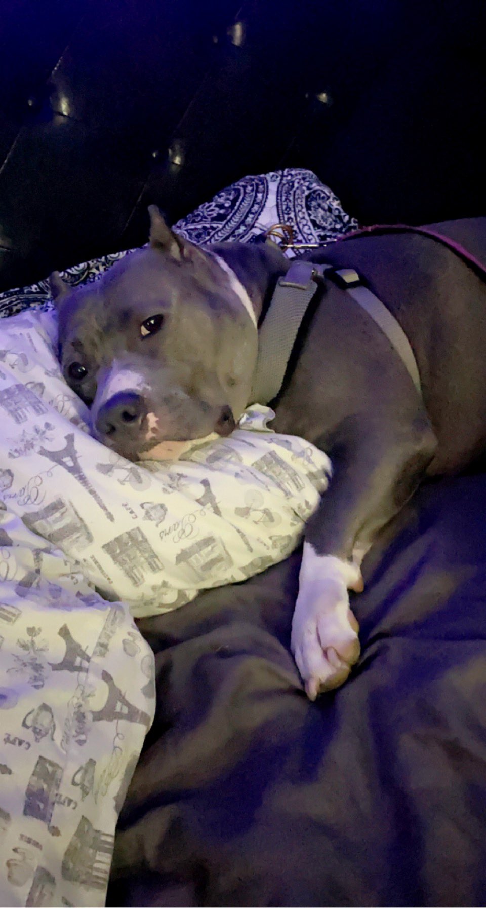 Facts about me: I love to sing to my American Bully Bella! https://t.co/KJ2Jus7Y4w