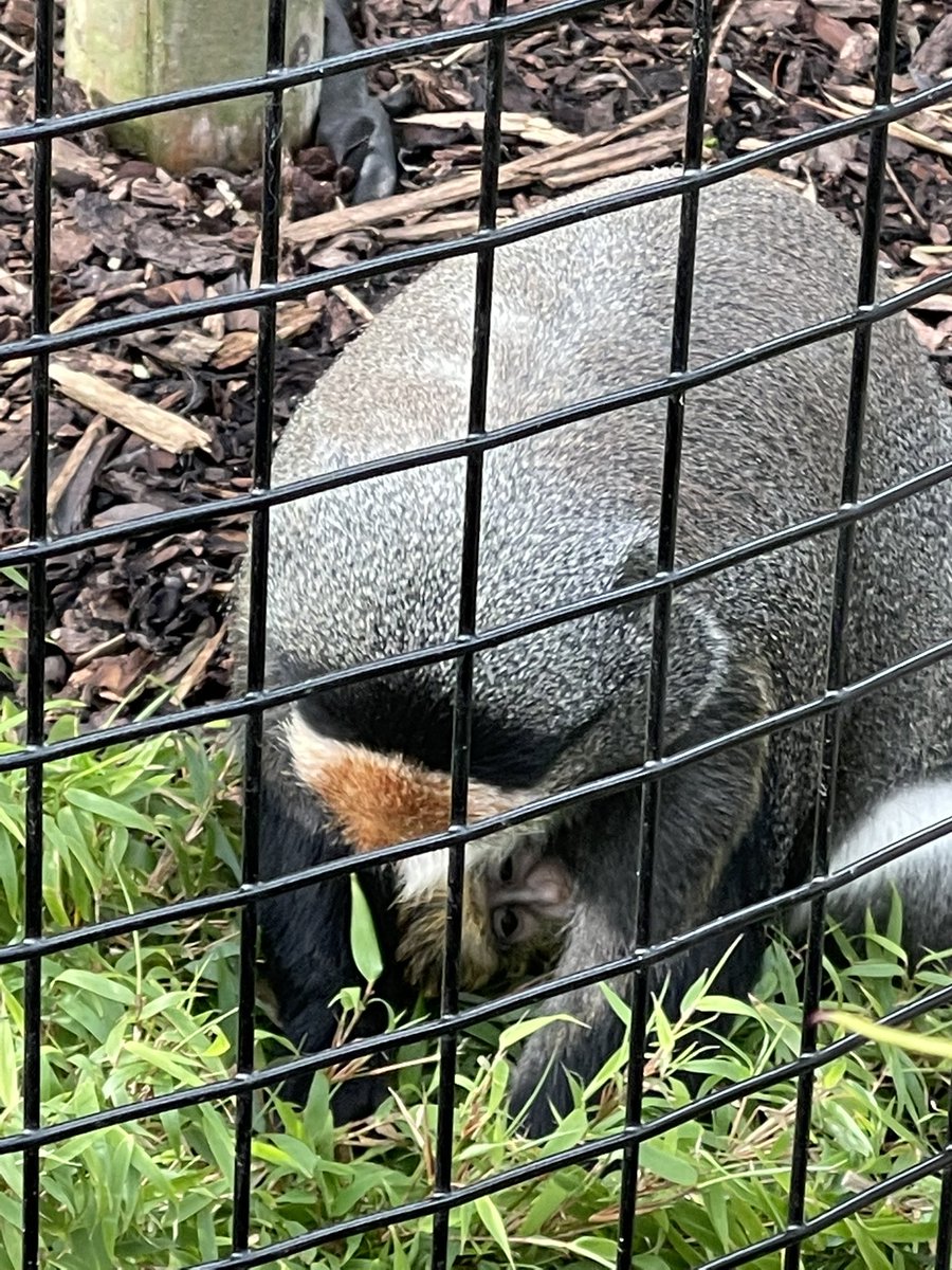 Cosmicmum's tweet photo. I saw the new baby Debrasas Monkey at Fife Zoo, super cute! 😍x https://t.co/Y4ieYRWmVm